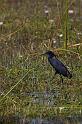 083 Okavango Delta, zwarte reiger